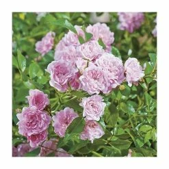 New 🎁 Super Fairy' Rambler Rose - 5.5L Pot 🔔 7 New 🎁 Super Fairy' Rambler Rose - 5.5L Pot 🔔 -Ornamental Shrubs Sales PL11165 add image 1 94aa