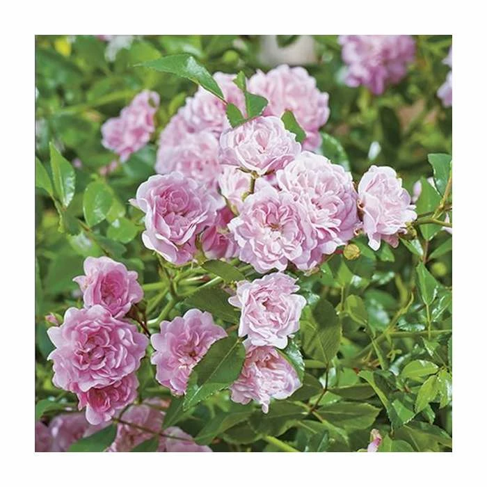 New 🎁 Super Fairy' Rambler Rose - 5.5L Pot 🔔 3 New 🎁 Super Fairy' Rambler Rose - 5.5L Pot 🔔 - Image 3