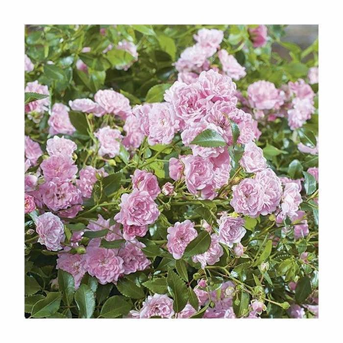 New 🎁 Super Fairy' Rambler Rose - 5.5L Pot 🔔 4 New 🎁 Super Fairy' Rambler Rose - 5.5L Pot 🔔 - Image 4