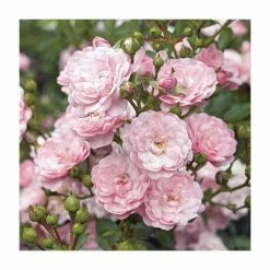 New 🎁 Super Fairy' Rambler Rose - 5.5L Pot 🔔 9 New 🎁 Super Fairy' Rambler Rose - 5.5L Pot 🔔 -Ornamental Shrubs Sales PL11165 add image 3 3ecb