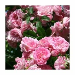 New 🎁 Super Fairy' Rambler Rose - 5.5L Pot 🔔