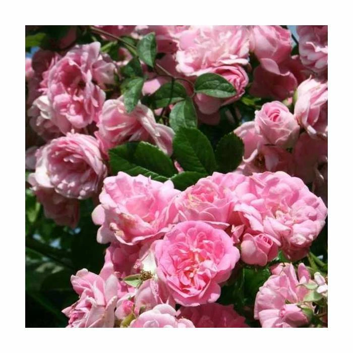New 🎁 Super Fairy' Rambler Rose - 5.5L Pot 🔔 1 New 🎁 Super Fairy' Rambler Rose - 5.5L Pot 🔔