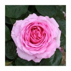 Flash Sale 😍 'Mum In A Million' Bush Rose - 5.5L Pot ❤️