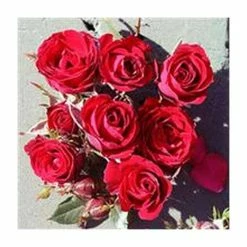 Promo 🤩 Ruby Wishes' Patio Rose - 5.5L Pot 🤩