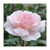 Coupon 👏 A Whiter Shade Of Pale' Bush Rose - 5.5L Pot 🥰