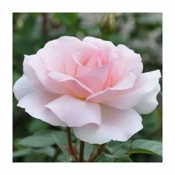 Coupon 👏 A Whiter Shade Of Pale' Bush Rose - 5.5L Pot 🥰