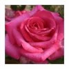 Best deal 👍 Buxom Beauty' Bush Rose - 4L Pot 🌟