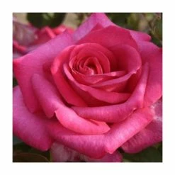Best deal 👍 Buxom Beauty' Bush Rose - 4L Pot 🌟