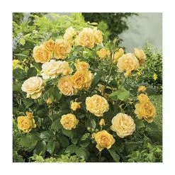 Deals 💯 'Absolutely Fabulous' Bush Rose - 4L Pot 🎁 -Ornamental Shrubs Sales PL11282 add image 1 0e10