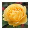 Deals 💯 'Absolutely Fabulous' Bush Rose - 4L Pot 🎁