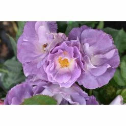 Cheapest 😉 'Blue For You' Bush Rose - 5.5L Pot 🔥 -Ornamental Shrubs Sales PL11283 add image 2 6f29