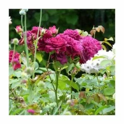 Best Sale π― 'Burgundy Ice' Bush Rose - 4L Pot β 7 Best Sale π― 'Burgundy Ice' Bush Rose - 4L Pot β -Ornamental Shrubs Sales PL11284 add image 1 fce7