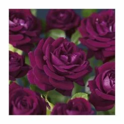 Best Sale π― 'Burgundy Ice' Bush Rose - 4L Pot β 8 Best Sale π― 'Burgundy Ice' Bush Rose - 4L Pot β -Ornamental Shrubs Sales PL11284 add image 2 f566