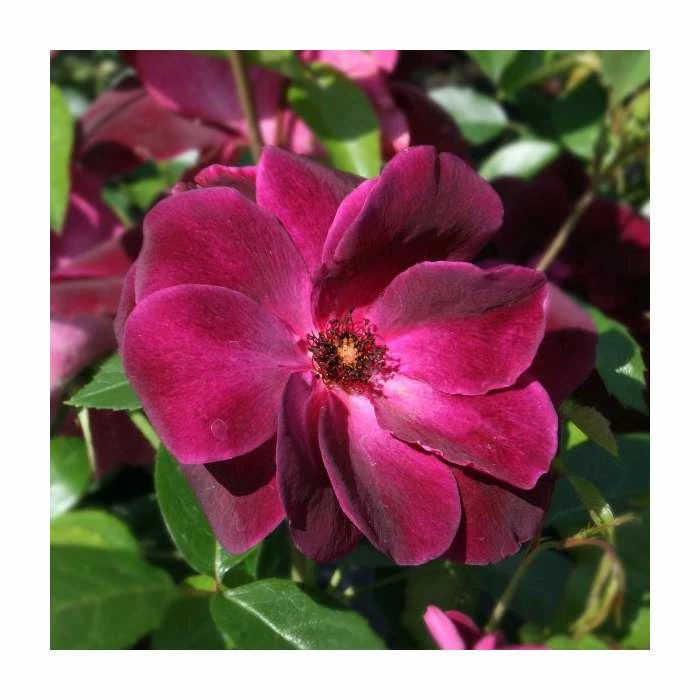 Best Sale π― 'Burgundy Ice' Bush Rose - 4L Pot β 5 Best Sale π― 'Burgundy Ice' Bush Rose - 4L Pot β - Image 5