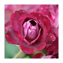 Best Sale ๐ฏ 'Burgundy Ice' Bush Rose - 4L Pot โญ