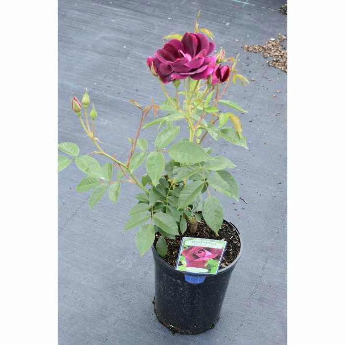 Best Sale π― 'Burgundy Ice' Bush Rose - 4L Pot β 2 Best Sale π― 'Burgundy Ice' Bush Rose - 4L Pot β - Image 2