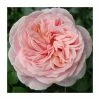 New 👍 Joie de Vivre' Bush Rose - 5.5L Pot 😉