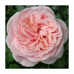 New 👍 Joie de Vivre' Bush Rose - 5.5L Pot 😉