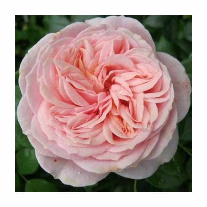 New ๐ Joie de Vivre' Bush Rose - 5.5L Pot ๐ 1 New ๐ Joie de Vivre' Bush Rose - 5.5L Pot ๐