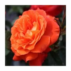 Best Pirce 💯 'Super Trouper' Bush Rose - 4L Pot ✨