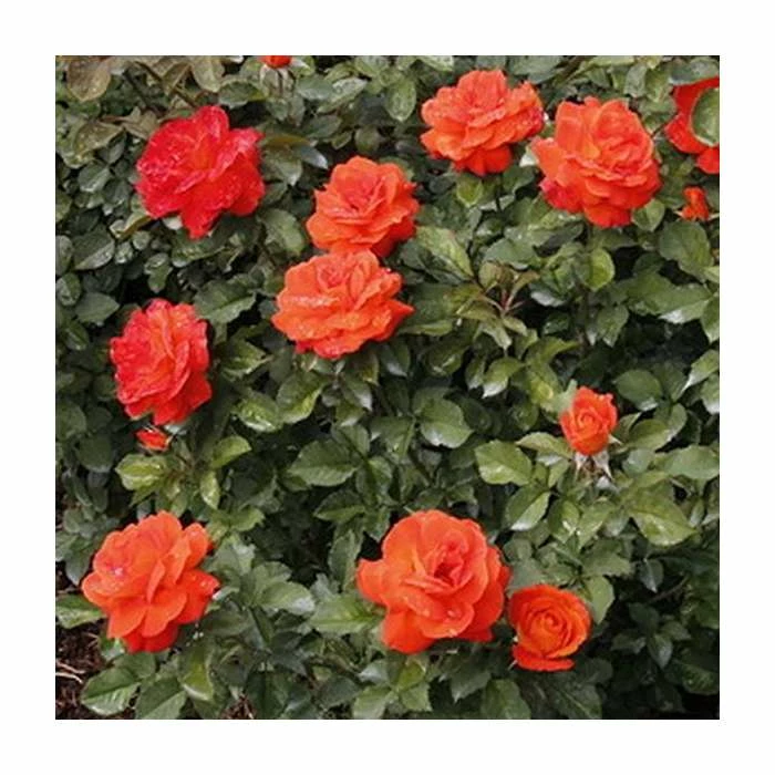 Best Pirce ๐ฏ 'Super Trouper' Bush Rose - 4L Pot โจ 2 Best Pirce ๐ฏ 'Super Trouper' Bush Rose - 4L Pot โจ - Image 2