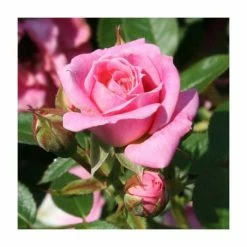 Flash Sale ❤️ Carefree Days' Patio Rose - 5.5L Pot ⭐