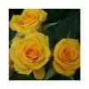 Hot Sale 🔥 Flower Power Gold' Patio Rose - 5.5L Pot ⭐