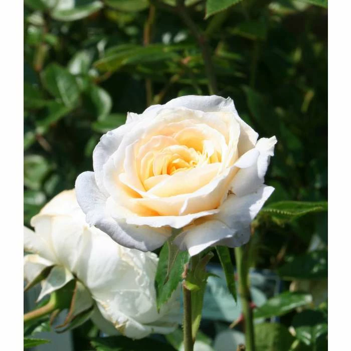 Best deal π― 'White Patio' Patio Rose - 5.5L Pot π 2 Best deal π― 'White Patio' Patio Rose - 5.5L Pot π - Image 2