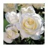 Best deal 💯 'White Patio' Patio Rose - 5.5L Pot 😀