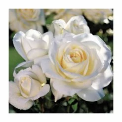 Best deal ๐ฏ 'White Patio' Patio Rose - 5.5L Pot ๐