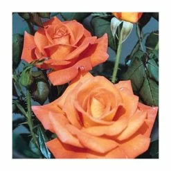 Wholesale ✨ Dawn Chorus' Bush Rose - 5.5L Pot 👍