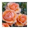 Discount ✔️ Lady Marmalade' Bush Rose - 5.5L Pot 🛒