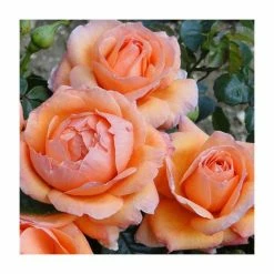 Discount ✔️ Lady Marmalade' Bush Rose - 5.5L Pot 🛒