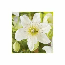 Discount 🤩 50-90cm Clematis × Cartmanii 'Early Sensation' - 3L Pot 🎉 -Ornamental Shrubs Sales PL13600 add image 3 c17c