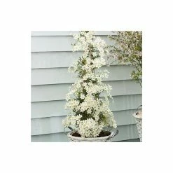 Discount 🤩 50-90cm Clematis × Cartmanii 'Early Sensation' - 3L Pot 🎉