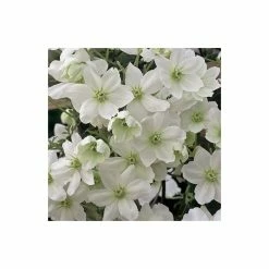 Best reviews of 🤩 50-90cm Clematis × Cartmanii 'Avalanche' - 3L Pot 😀 -Ornamental Shrubs Sales PL13602 add image 2 5cf0