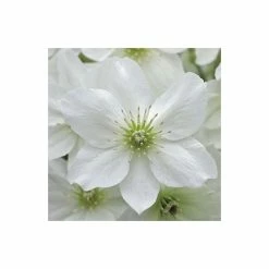 Best reviews of 🤩 50-90cm Clematis × Cartmanii 'Avalanche' - 3L Pot 😀 -Ornamental Shrubs Sales PL13602 add image 3 6a2e