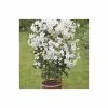 Best reviews of 🤩 50-90cm Clematis × Cartmanii 'Avalanche' - 3L Pot 😀