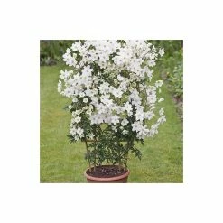 Best reviews of 🤩 50-90cm Clematis × Cartmanii 'Avalanche' - 3L Pot 😀