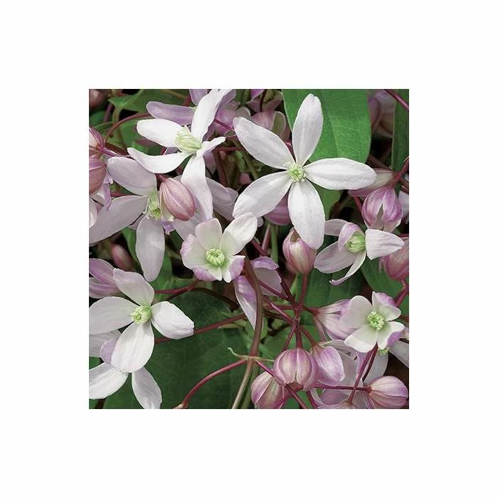 Best Pirce ❤️ 50-90cm Clematis Armandii 'Apple Blossom' - 3L Pot 👍 2 Best Pirce ❤️ 50-90cm Clematis Armandii 'Apple Blossom' - 3L Pot 👍 - Image 2