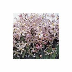 Best Pirce ❤️ 50-90cm Clematis Armandii 'Apple Blossom' - 3L Pot 👍 6 Best Pirce ❤️ 50-90cm Clematis Armandii 'Apple Blossom' - 3L Pot 👍 -Ornamental Shrubs Sales PL13609 add image 2 9600