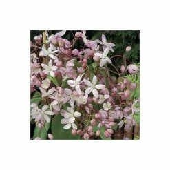 Best Pirce ❤️ 50-90cm Clematis Armandii 'Apple Blossom' - 3L Pot 👍 7 Best Pirce ❤️ 50-90cm Clematis Armandii 'Apple Blossom' - 3L Pot 👍 -Ornamental Shrubs Sales PL13609 add image 3 8af3