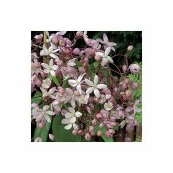Best Pirce ❤️ 50-90cm Clematis Armandii 'Apple Blossom' - 3L Pot 👍