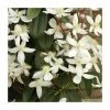 Outlet ⌛ 50-90cm Evergreen Clematis | 3L Pot | Clematis Armandii (C) (E) 🎉