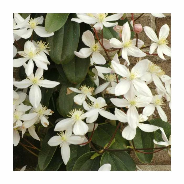 Outlet ⌛ 50-90cm Evergreen Clematis | 3L Pot | Clematis Armandii (C) (E) 🎉 1 Outlet ⌛ 50-90cm Evergreen Clematis | 3L Pot | Clematis Armandii (C) (E) 🎉