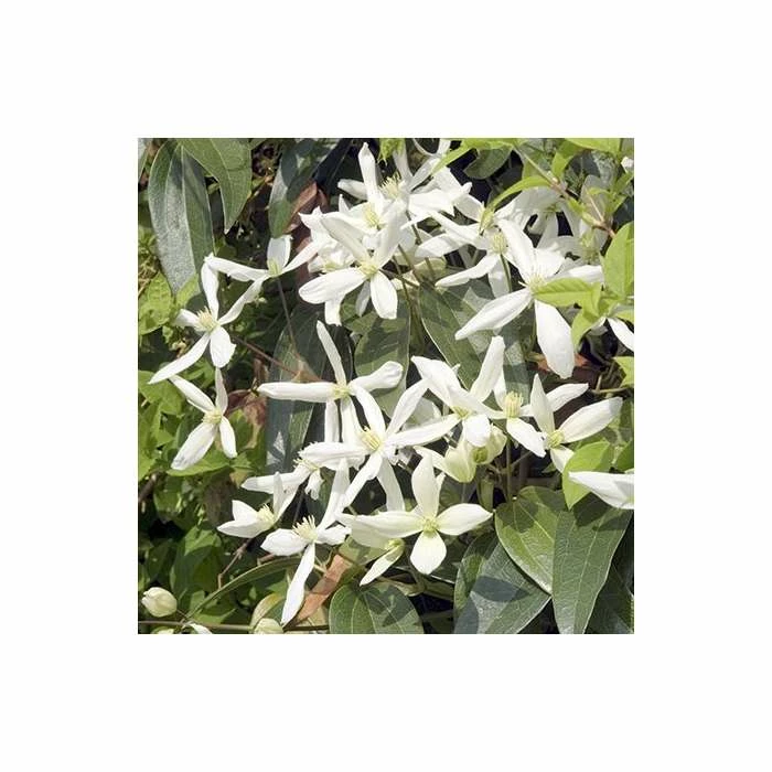 Outlet ⌛ 50-90cm Evergreen Clematis | 3L Pot | Clematis Armandii (C) (E) 🎉 2 Outlet ⌛ 50-90cm Evergreen Clematis | 3L Pot | Clematis Armandii (C) (E) 🎉 - Image 2