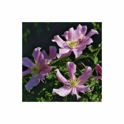Discount 🤩 50-90cm Clematis Montana 'Pictons Variety' - 3L Pot 🎉