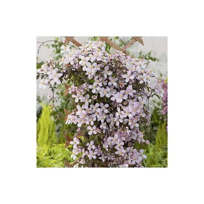 Brand new π― 50-90cm Clematis Montana 'Rubens' - 3L Pot π 2 Brand new π― 50-90cm Clematis Montana 'Rubens' - 3L Pot π - Image 2
