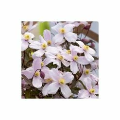 Brand new π― 50-90cm Clematis Montana 'Rubens' - 3L Pot π 6 Brand new π― 50-90cm Clematis Montana 'Rubens' - 3L Pot π -Ornamental Shrubs Sales PL13618 add image 2 d304
