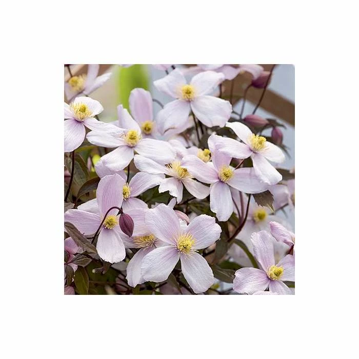 Brand new π― 50-90cm Clematis Montana 'Rubens' - 3L Pot π 3 Brand new π― 50-90cm Clematis Montana 'Rubens' - 3L Pot π - Image 3